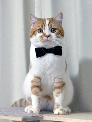 お気に入りの猫ちゃん写真が貴方だけのハンドメイドアクセサリーに