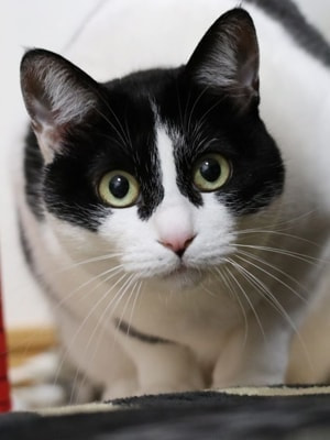 お気に入りの猫ちゃん写真が貴方だけのハンドメイドアクセサリーに