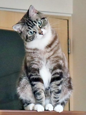 お気に入りの猫ちゃん写真が貴方だけのハンドメイドアクセサリーに