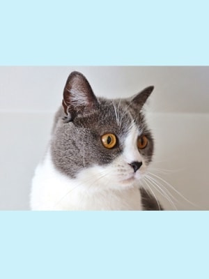 お気に入りの猫ちゃん写真が貴方だけのハンドメイドアクセサリーに